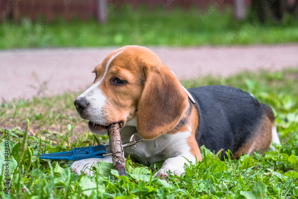 A focused puppy, gnawing a wooden stick on a walk. Portrait of a nice Beagle puppy.