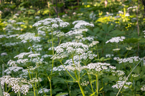Flowering umbelliferous herbs, lit by soft evening sunlight. This is Anthriscus sylvestris, known as cow parsley, wild chervil, wild beaked parsley, or keck.