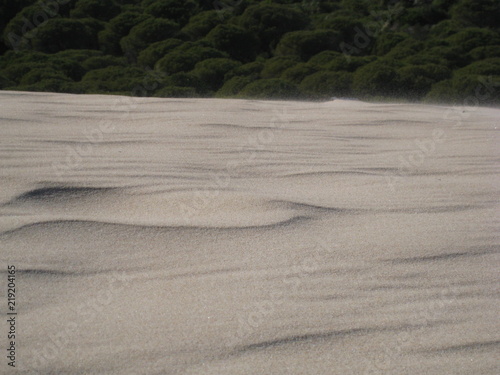 Dunas junto a bosque con ligero efecto de viento en la arena