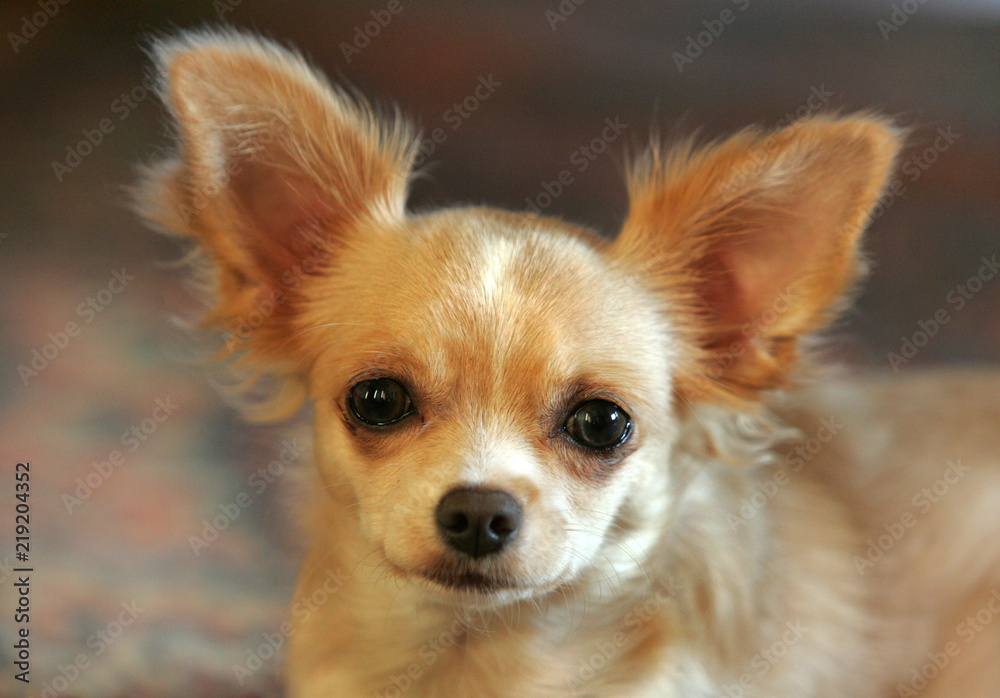Chihuahua dog isolated on grey blur background. Closeup portrait. Very small. Little