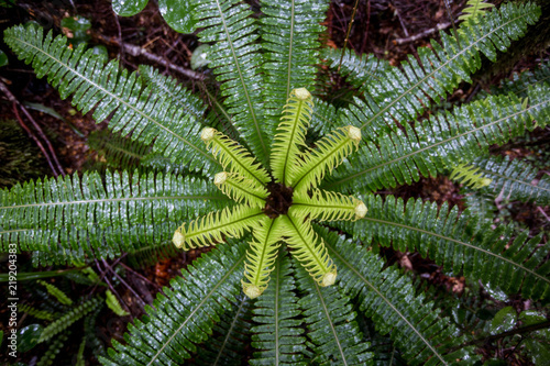 Looking down on a New Zealand fern 