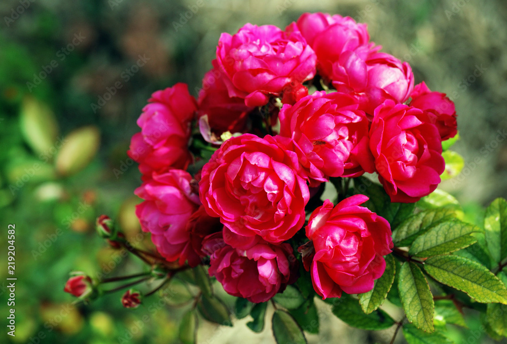 The branch of roses in the garden The branch of roses in the garden