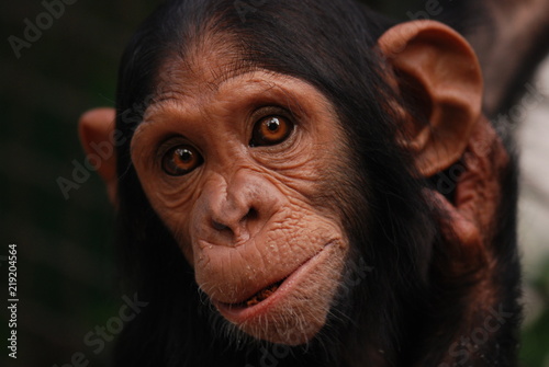 Portrait chimpanzee