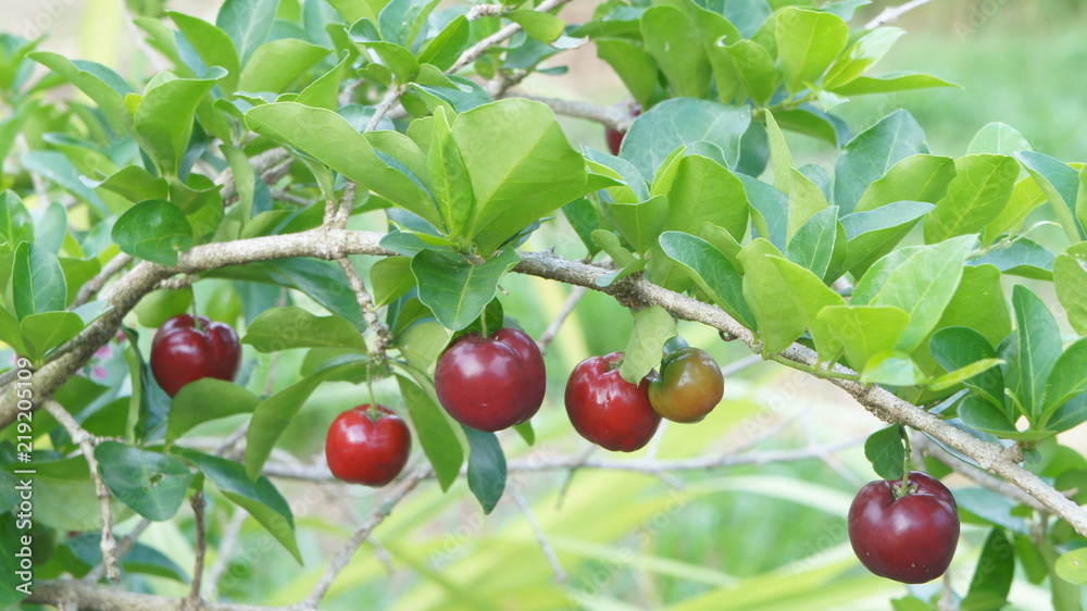 Obraz premium Brazil