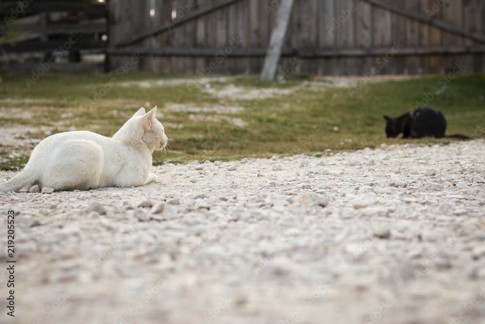 Fototapeta premium White cat and black cat keeping on distance, sitting in backyard