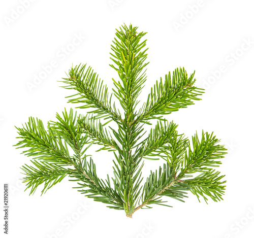 Christmas tree pine twig isolated white background