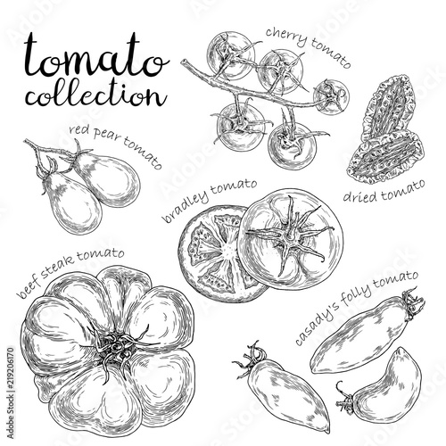 Set of different tomato. Hand drawn graphic. Vintage style.