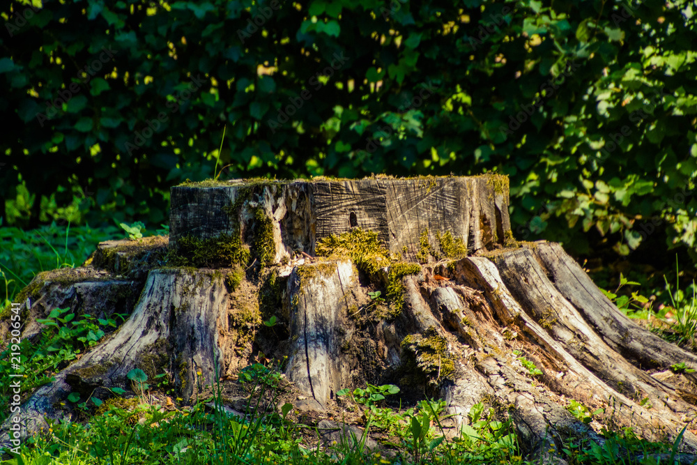 Obraz premium Baumstumpf im Wald