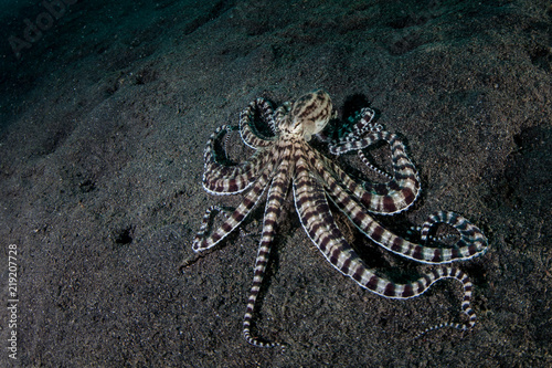 Fotografi Mimic Octopus Crawling Over Black Sand in Lembeh Strait