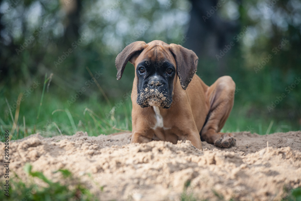Young dog playing with in sandpit.