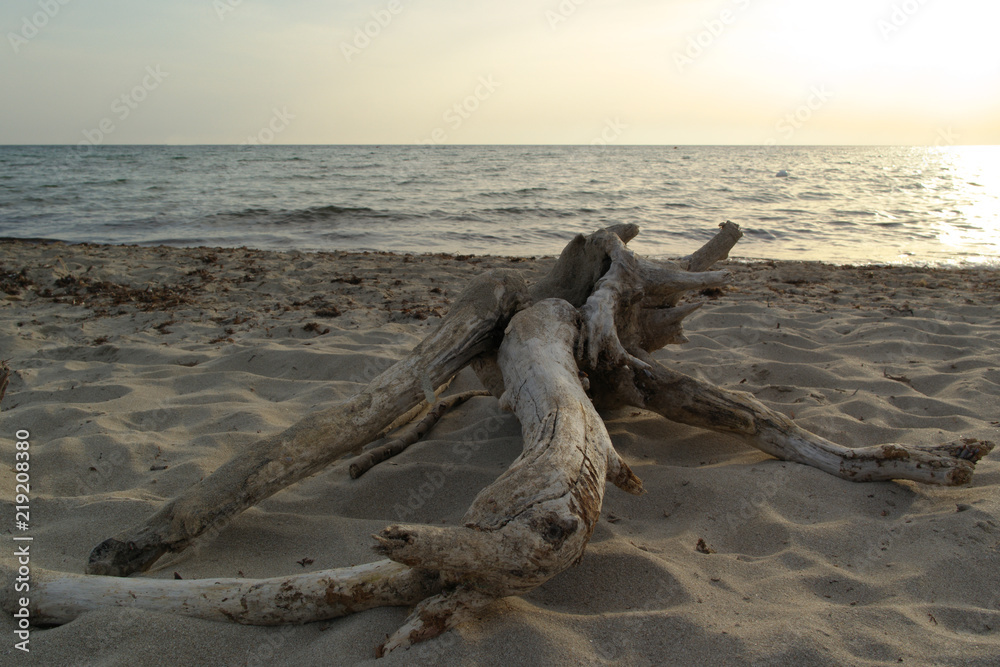 Old tree trunks on the beach, seems to see a scene of love