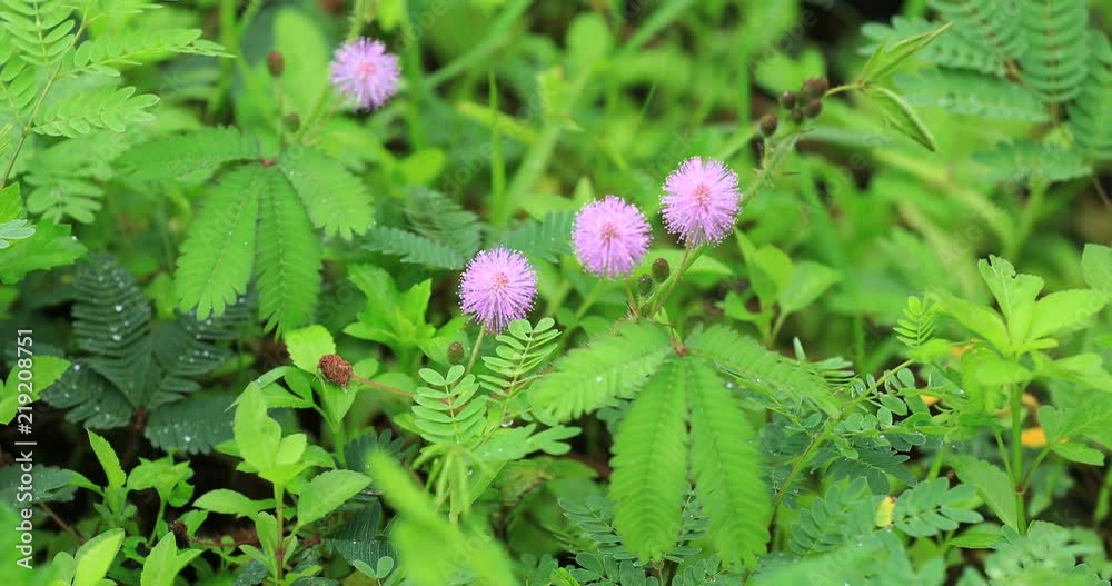 Mimosa plants and flowers in summer after rain Mimosa plants and flowers in summer after rain