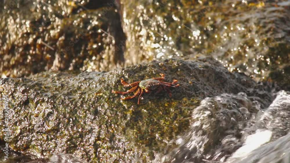 Crab is heated on the stone. The crab is washed by a sea wave, but it is firmly clamped and does not fall Crab is heated on the stone. The crab is washed by a sea wave, but it is firmly clamped and does not fall