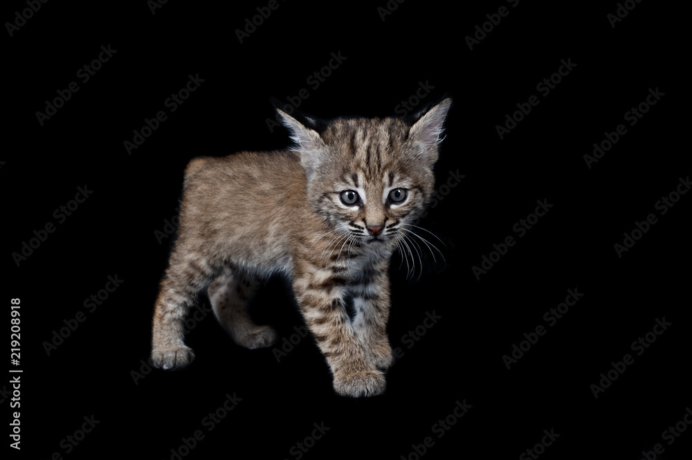 Baby Bobcat Kitten isolated on black