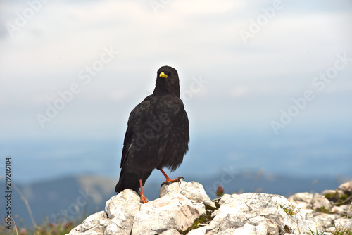 Alpine Chough  photo