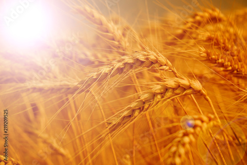 golden Wheat closeup