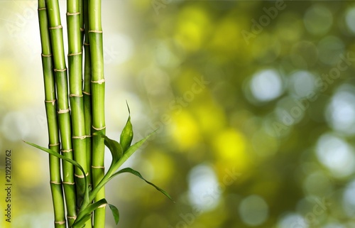 Fototapeta Naklejka Na Ścianę i Meble -  Many bamboo stalks on blurred background