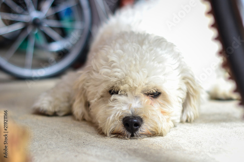white puppy hairy posing © paymphoto