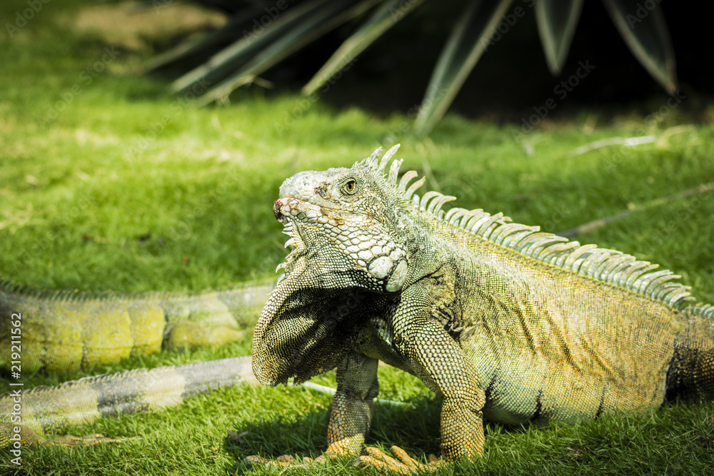 Close up of traditional animals in Guayaquil parks, the Iguana. This one is at Parque de las Iguanas Close up of traditional animals in Guayaquil parks, the Iguana. This one is at Parque de las Iguanas