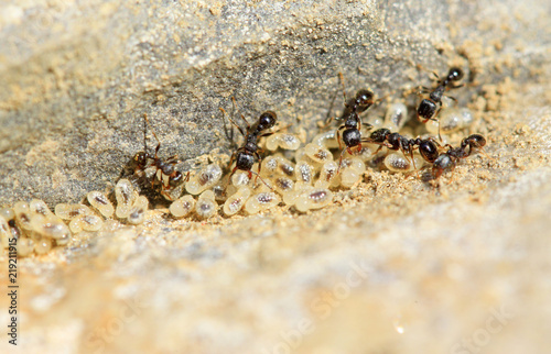 black ants handling eggs © junrong
