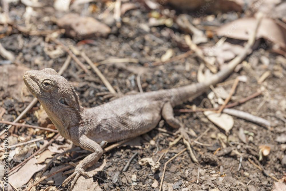 Lizard Lizard