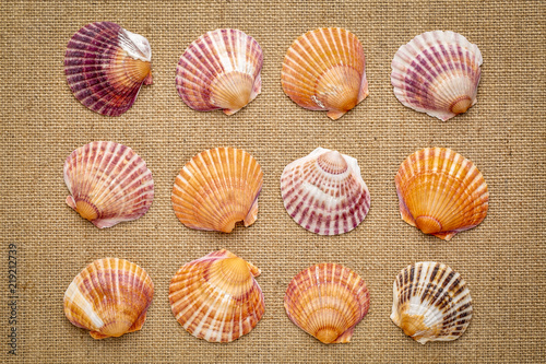 set of natural sea clam shells