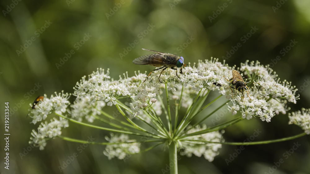 horsefly on a white flower