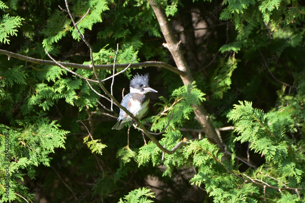 Obraz premium Belted Kingfisher on branch
