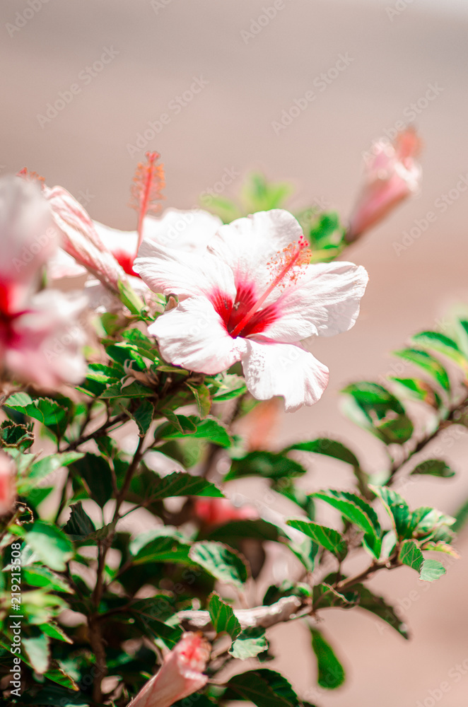 nature poster. white hibiscus nature poster. white hibiscus