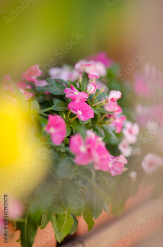small purple and pink flowers