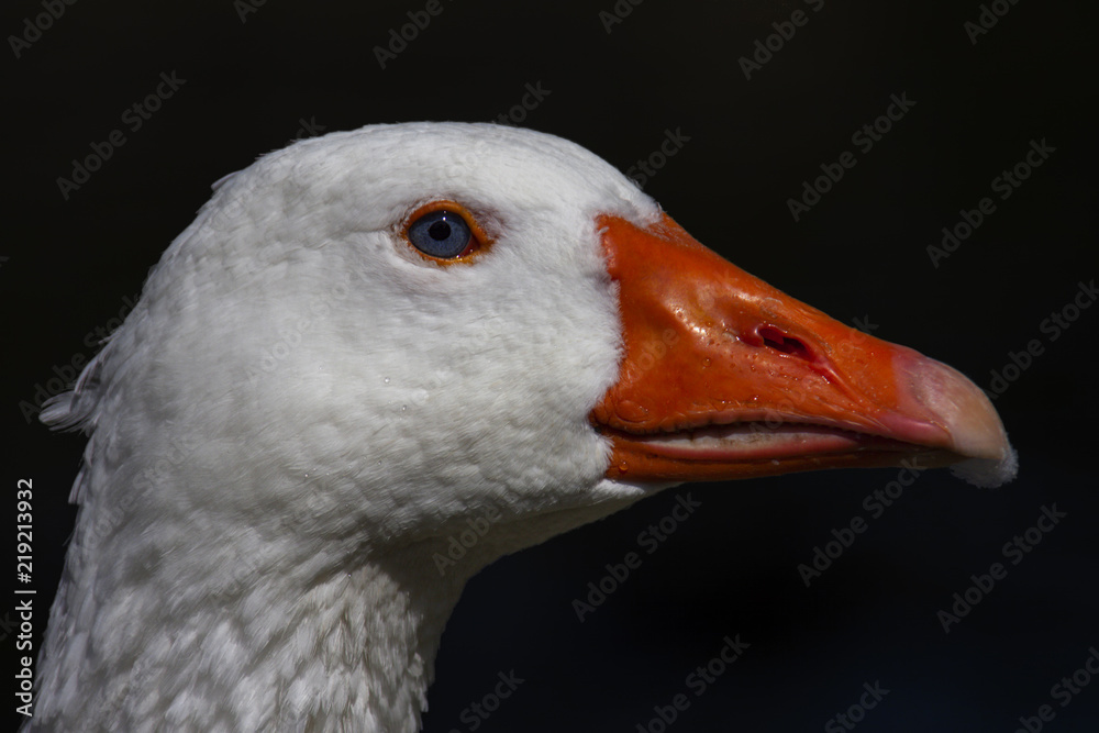 Weiße Hausgans (Anser anser formes domestica), Tierportrait Weiße Hausgans (Anser anser formes domestica), Tierportrait