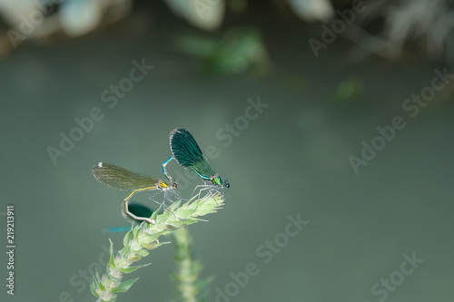 dragonflies in love