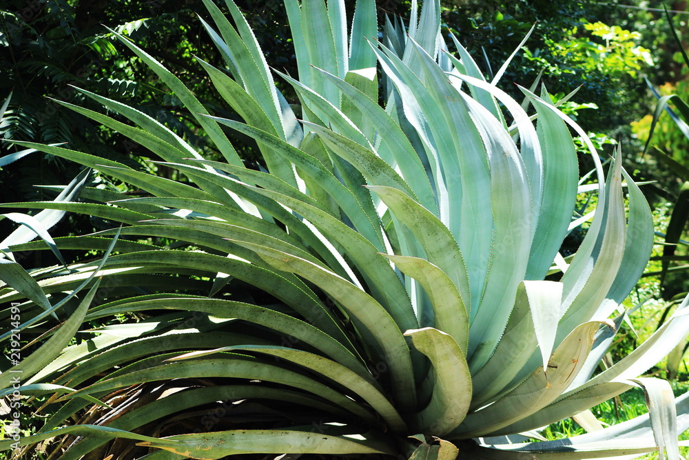 Obraz premium Brazil