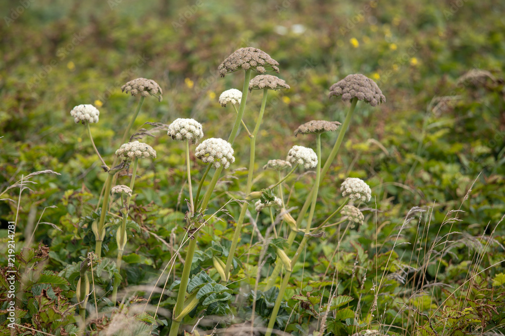 Coastal Plants and Dried Grasses of the Pacific Northwest and Central Oregon Coastal Plants and Dried Grasses of the Pacific Northwest and Central Oregon