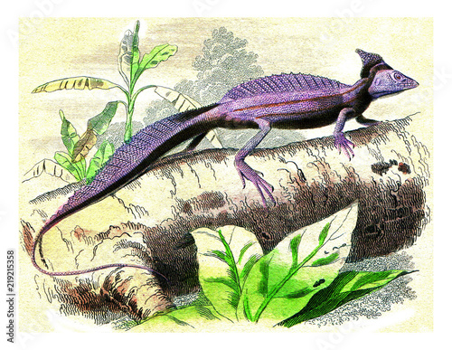 The basilisk, vintage engraving. photo