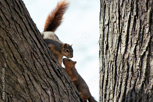 Two Squirrels in a Tree