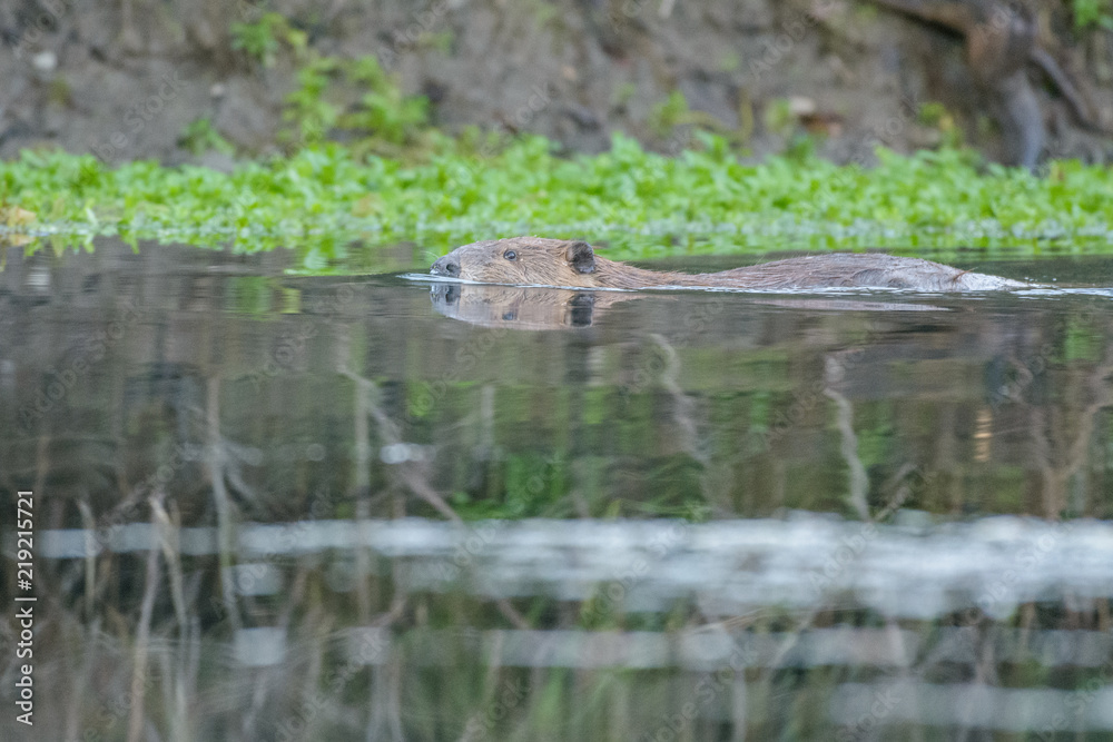Beaver swimming in lake with green grass Beaver swimming in lake with green grass