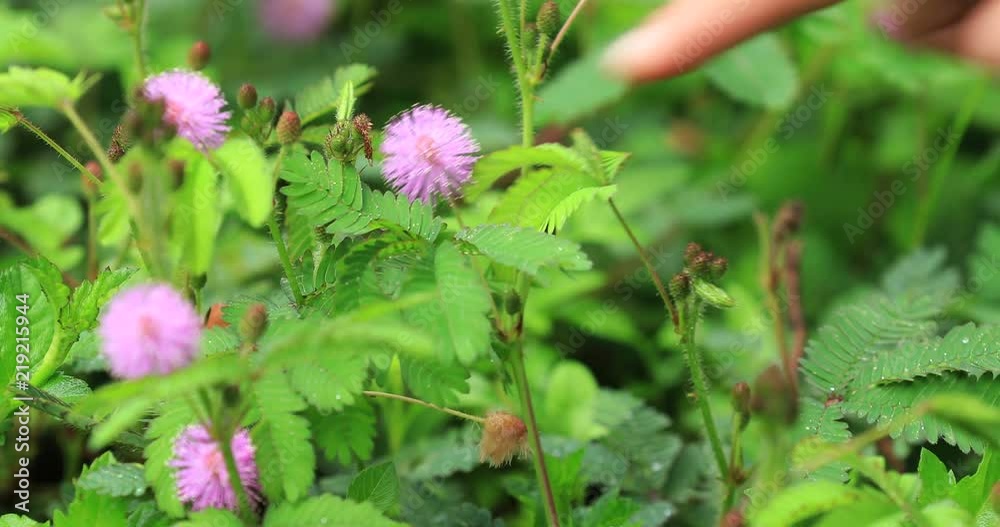 Hand touch mimosa plants and flowers in summer after rain Hand touch mimosa plants and flowers in summer after rain