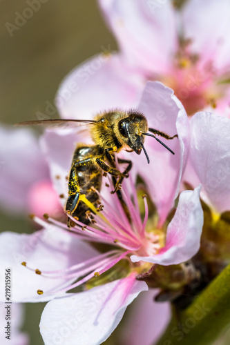 A hard working European honey bee pollinating a ping flower in a