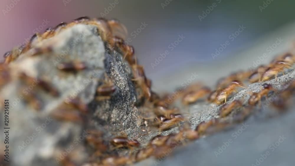 Termite soldier, Soldier Termites eat wood of tree , Animals, wildlife in forest on ground back to the nest