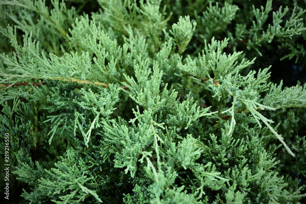 Branches of decorative arborvitae. Nature green background Branches of decorative arborvitae. Nature green background