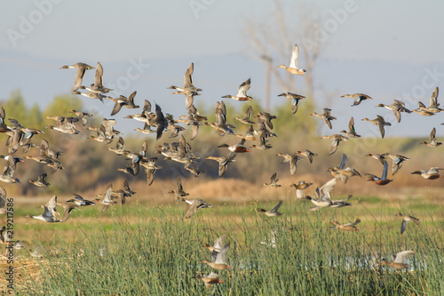Crowd of waterfowl wild ducks in wetland photo