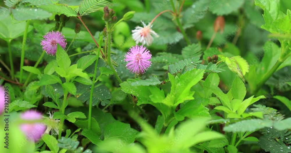 Mimosa plants and flowers in summer after rain Mimosa plants and flowers in summer after rain