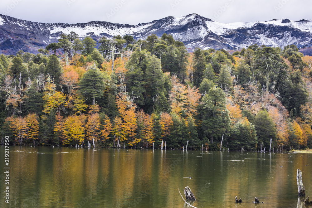Captren Lagoon during Autumn Season, a colorful mirror over the waters with amazing reflections of the clouds full of colors with the trees foliage fallen inside Conguillio National Park, Chile