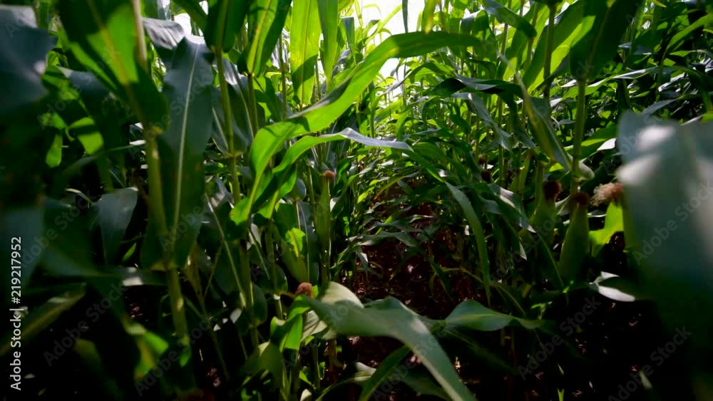 Running through corn in farmer's field. Running away deep amongst the stalks of corn in the darkness on a sunny day. Being pursued in the bushes and escaping through the rows of crops in daytime. Running through corn in farmer's field. Running away deep amongst the stalks of corn in the darkness on a sunny day. Being pursued in the bushes and escaping through the rows of crops in daytime.