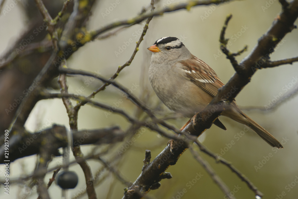 Bird perching on tree