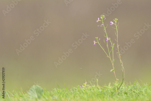 Flower with pink blossom in grass