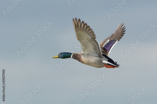 Duck flying in sky