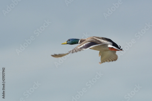 Duck flying in clear sky