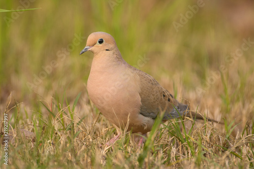 Bird sitting on ground with grass